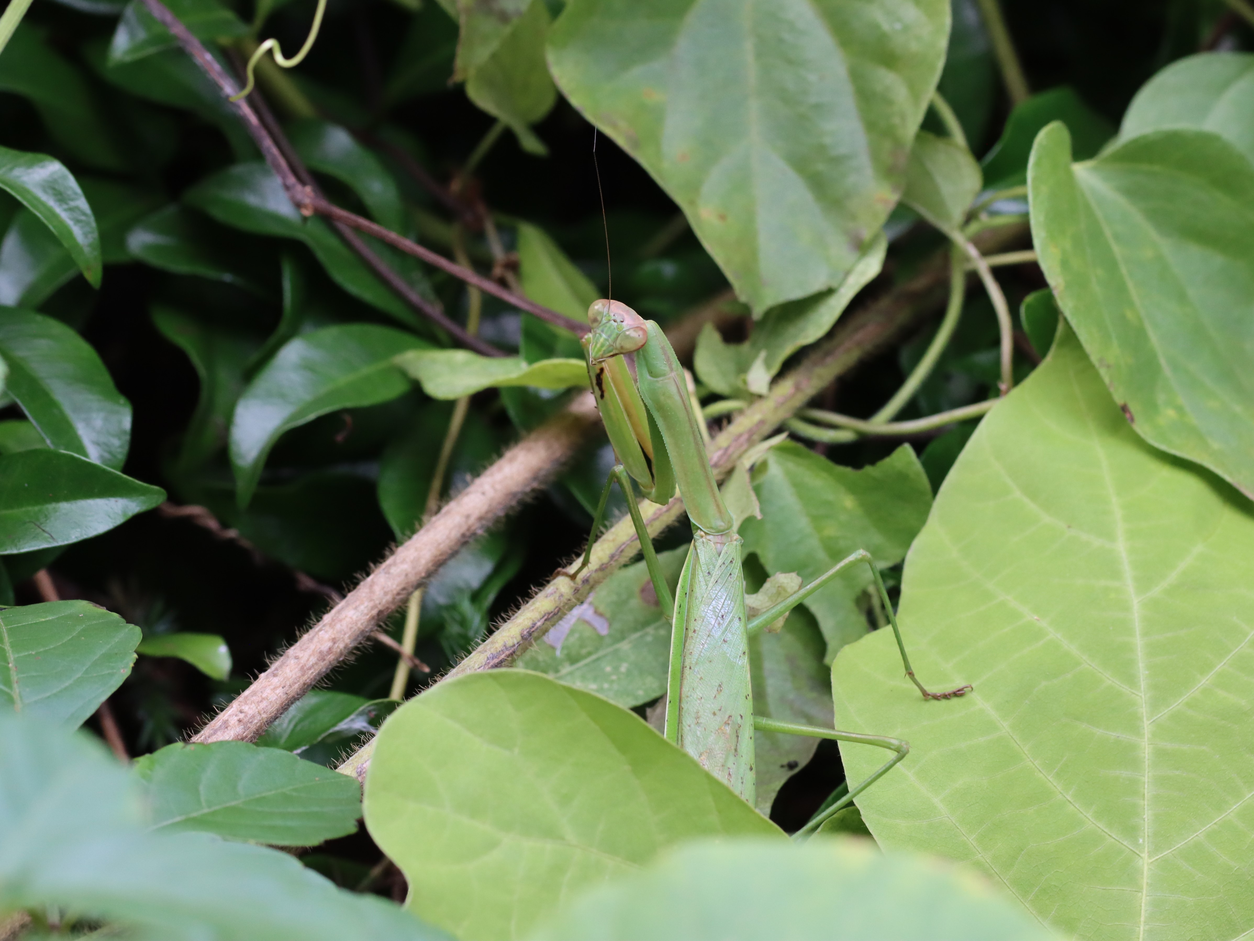 photo_4